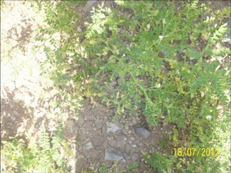 AHMET AKGÜL AMASYA GÖYNÜCEK  ALAN KÖYÜ