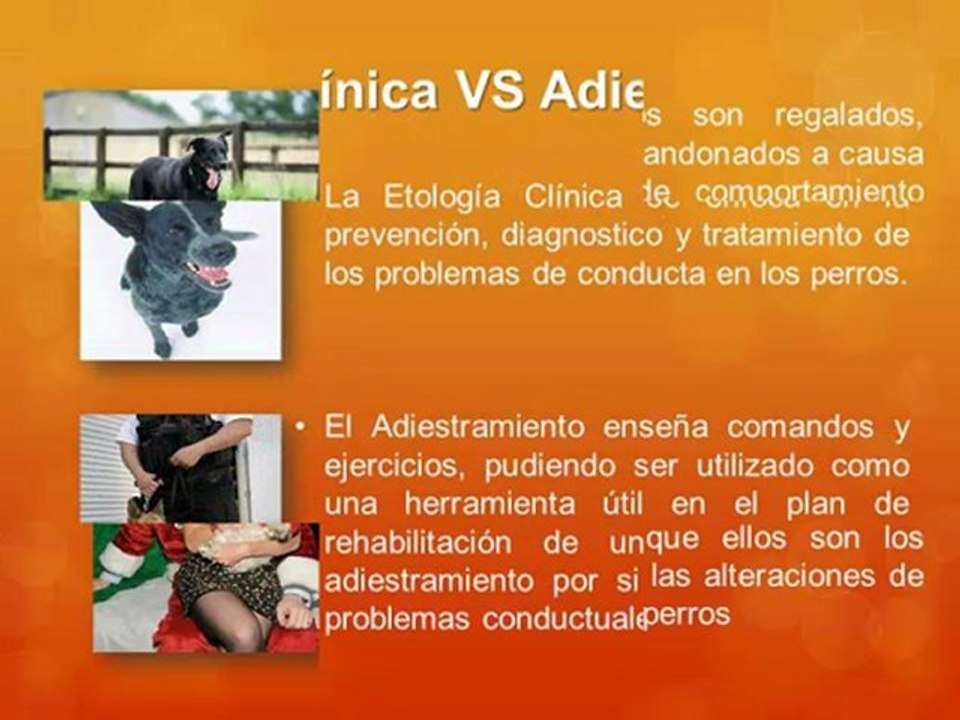 Etología y Entrenamiento En Los Perros