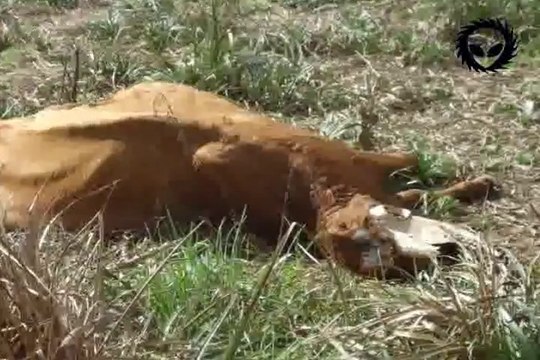 El Chupacabras ataca en Argentina