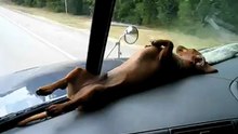 Освежитель воздуха в машине