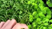 Стыдливая мимоза Mimosa pudica
