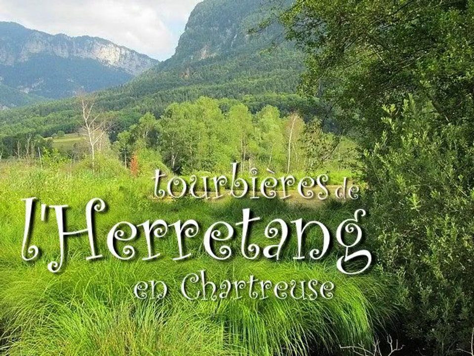 Tourbières de l'Herretang, en Chartreuse