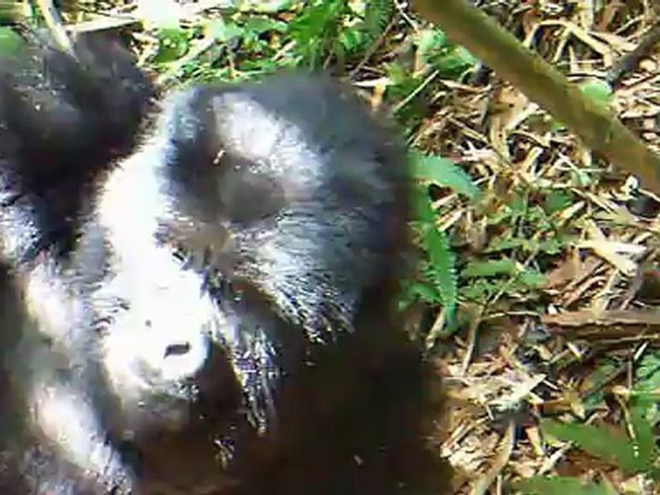 2012 06 RWANDA :  on y va, les GORILLES nous attendent . Photos et videos du groupe AMAHORO