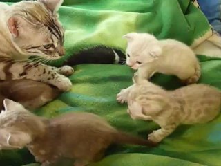 Blitz of Magic Bengal & her first litter