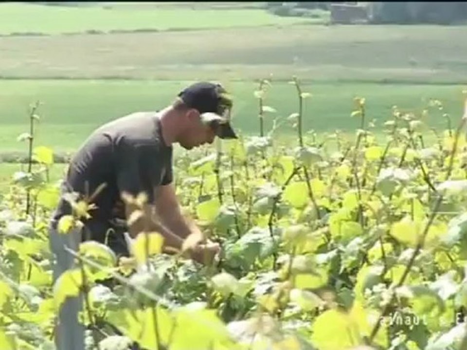 Hainaut's Envies : Ruffus pétille