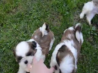 Chiots de Geisha dans le jardin (7 semaines)