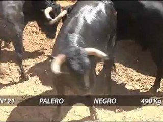 SORTEO NOVILLOS YERBABUENA
