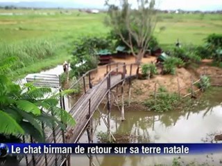 Le chat birman de retour sur sa terre natale