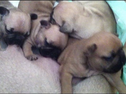 Les ptites doudous,chiots Bouledogues Français fauves