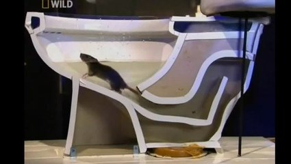 Rat dans les toilettes