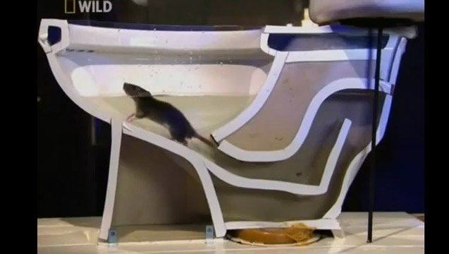 Rat dans les toilettes