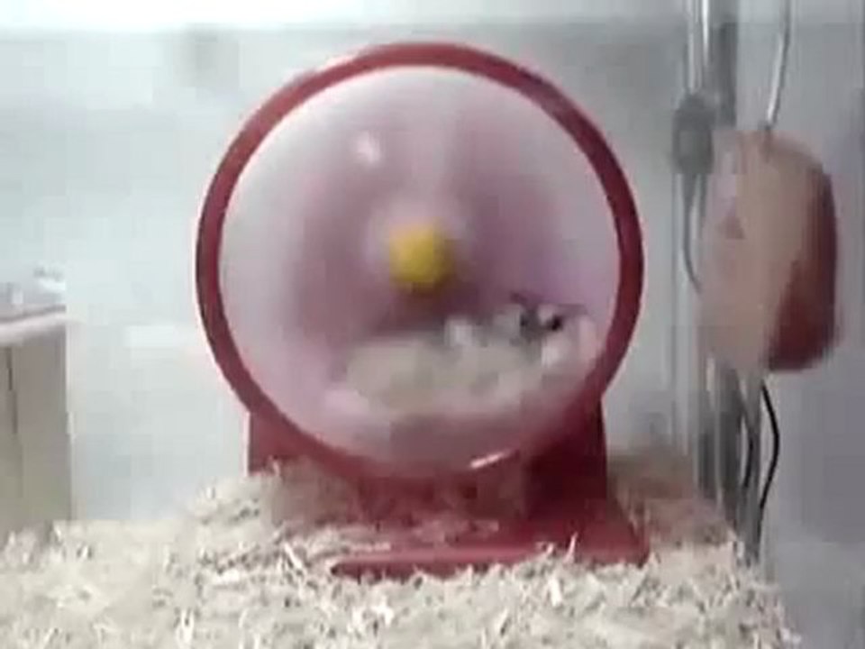 Hamster