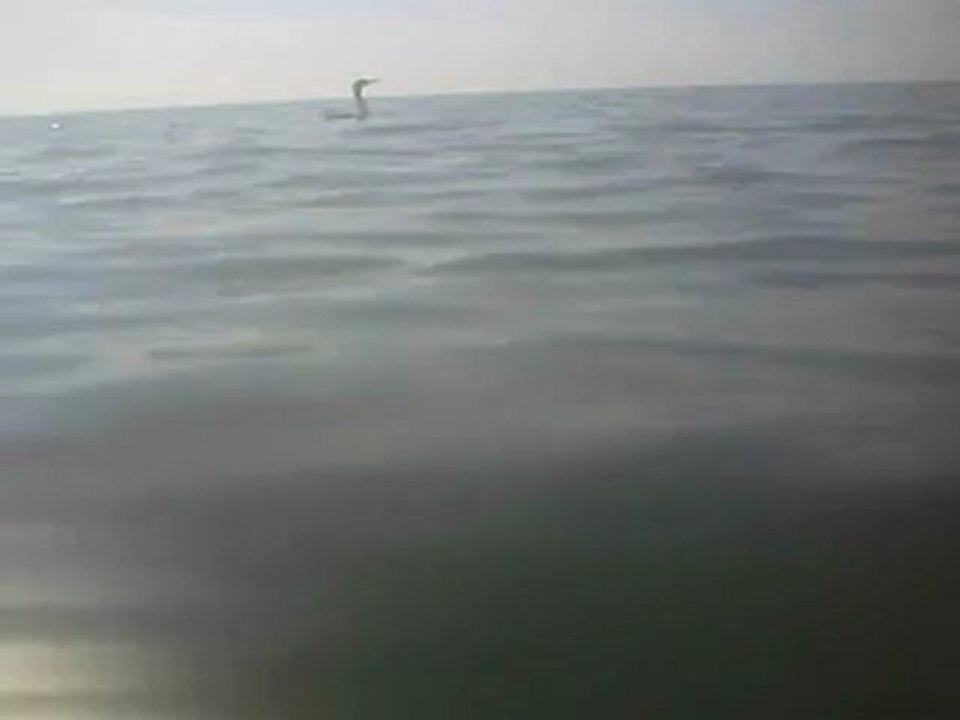 Cormoran-1-2012