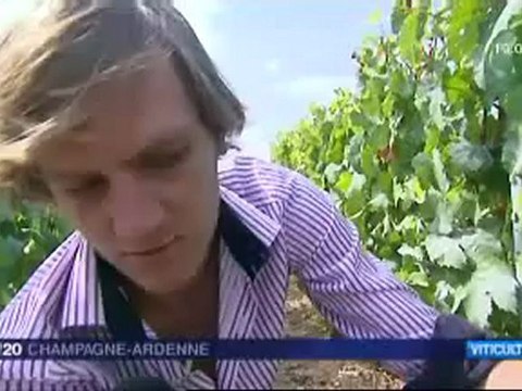 Champagne: vendanges 2012 très prometteuses