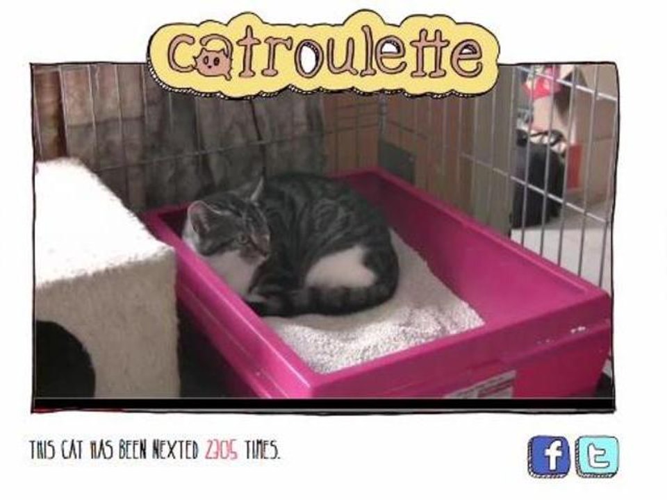 Catroulette: Chatroulette For Cat Adoption
