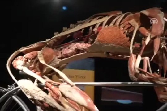 ''Plastik'' bedenler Başkentte