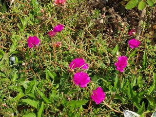 jardin morne rouge