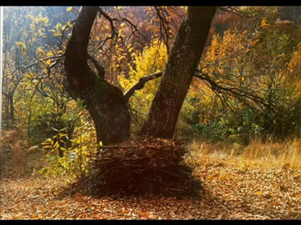 Fugees - Bohemian Rhapsody  (Drink beach)