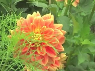 Arboretum Ellerhoop