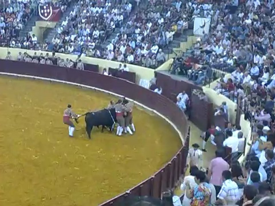Diogo Cruz dos Forcados Amadores da Chamusca pega Toiro de Maria Guiomar Cortes Moura no Campo Pequeno