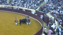 Diogo Cruz dos Forcados Amadores da Chamusca pega Toiro de Maria Guiomar Cortes Moura no Campo Pequeno