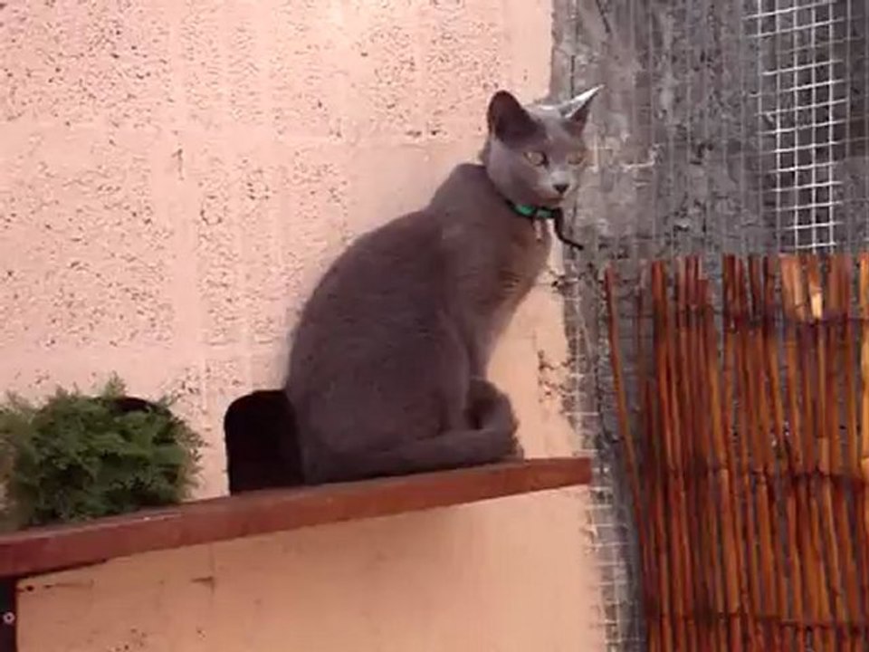 La belle Choukette