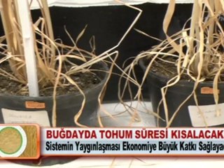 BUĞDAYDA TOHUM SÜRESİ KISALACAK