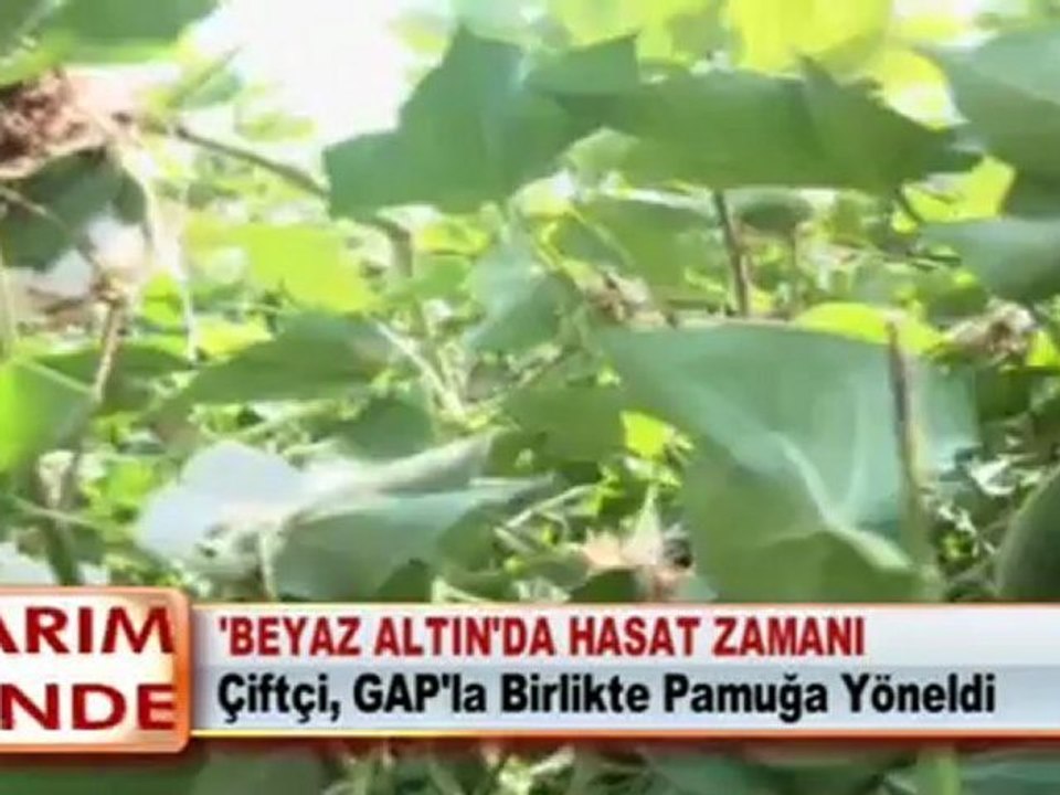 ‘BEYAZ ALTIN’DA HASAT ZAMANI