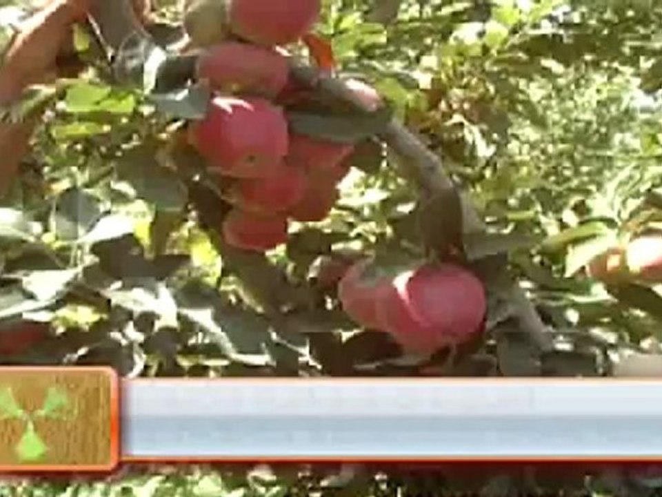 IĞDIR’DA ELMA HASADI BAŞLADI