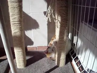 Miel et sa gym matinale