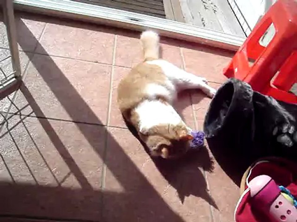 Simba et le sachet d'herbes à chat