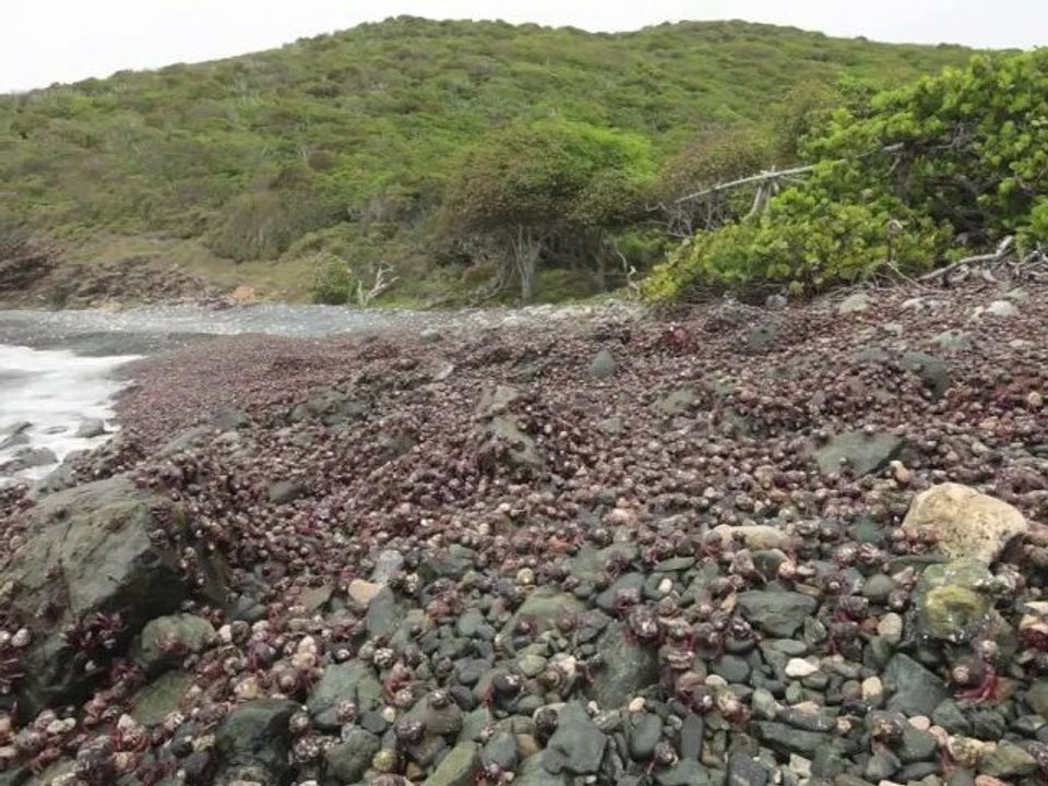 1 million de crabes sur une plage