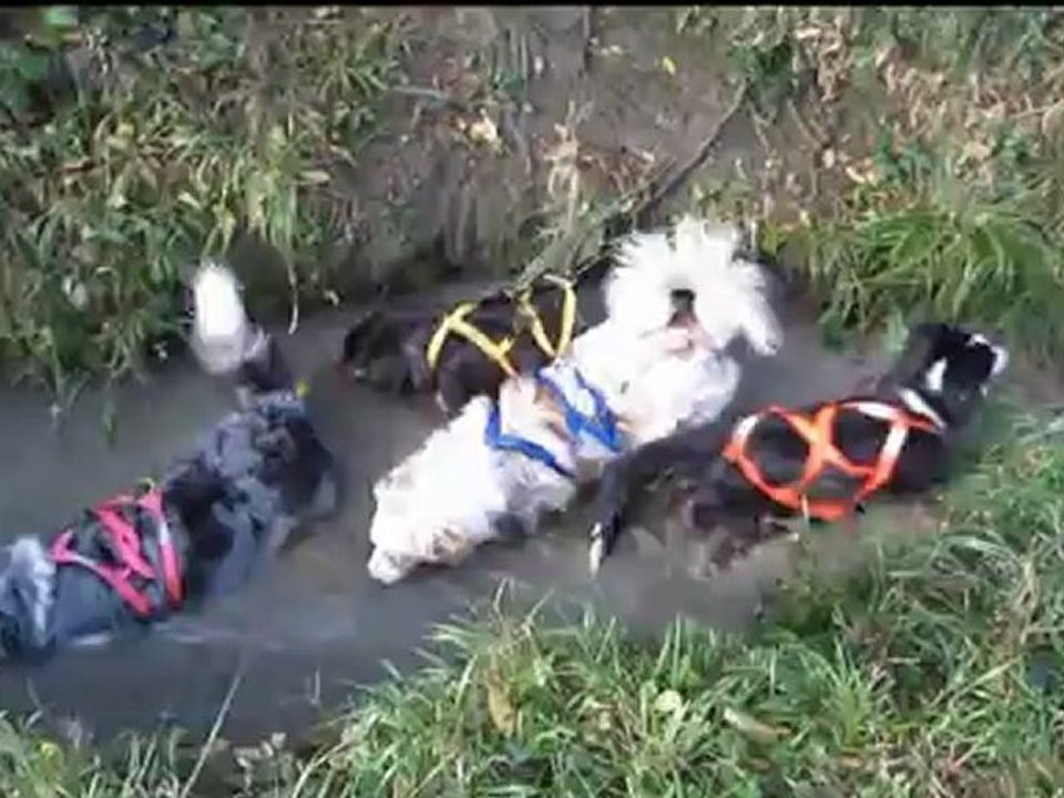 Kart 5 chiens