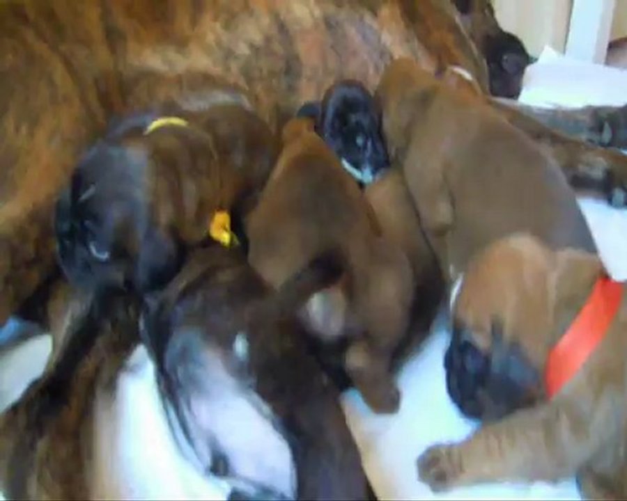 Les Bibous à 18 jours - 2012-09-06 (CHEYENNE de SAINT QUINIS X UCELLO du DOLON / Portée des "H" 2012)