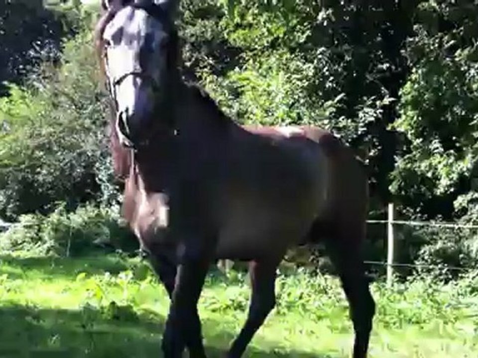 supercanasson , il sait marcher au plafond ...