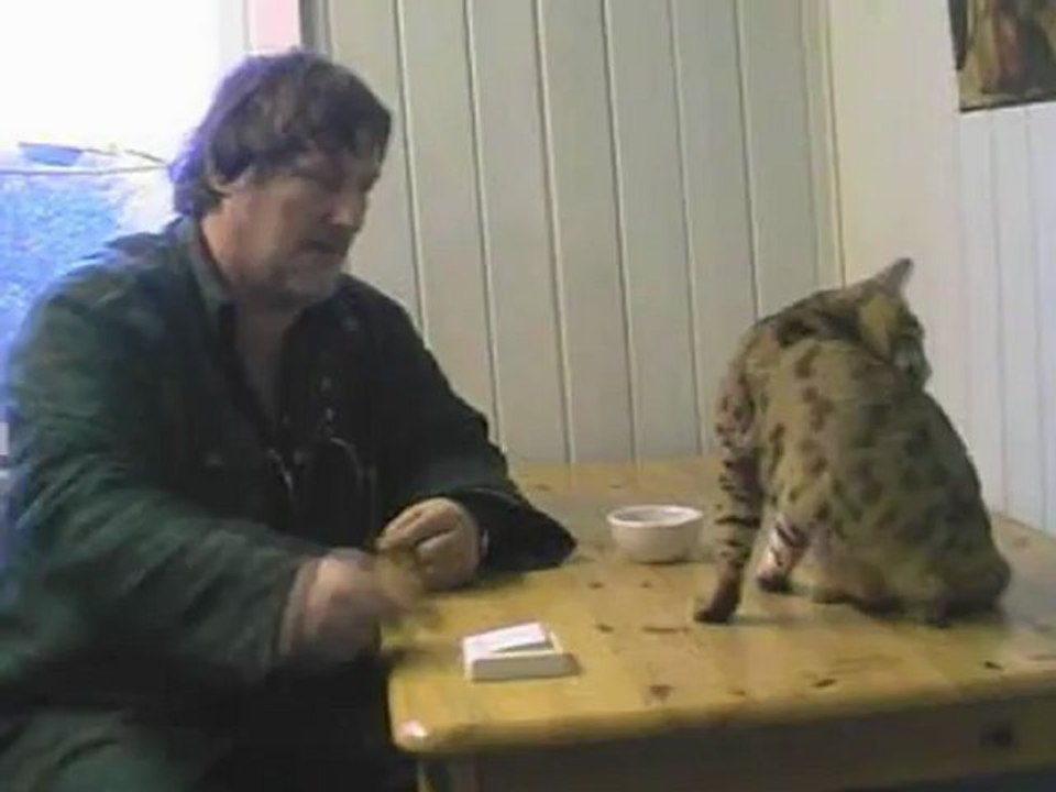 How to train a cat - light switch Repost