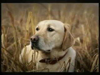 Adorable Pet Lodge - Pet Sitting & Boarding - (425) 250-8841