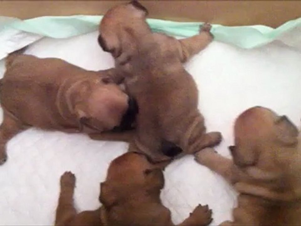 Les petites doudous,suite...