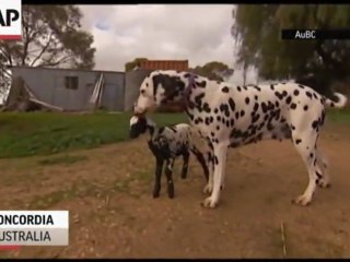 Un agneau adopté par un dalmatien
