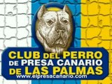 Test de caractère du perro de presa canario organisé à Las Palmas par le club