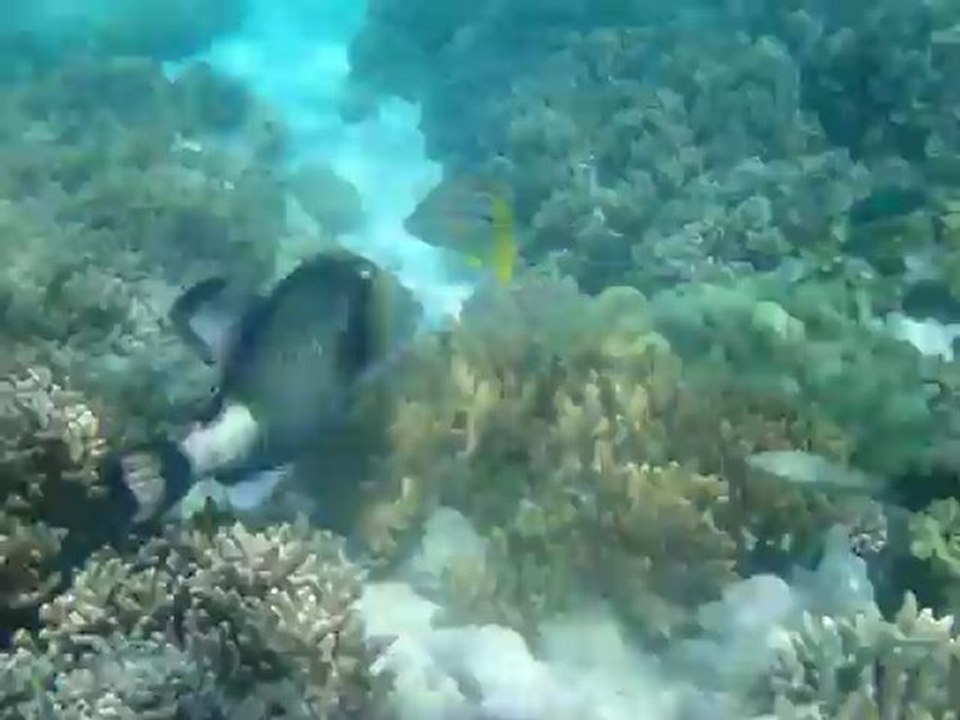 Poisson
