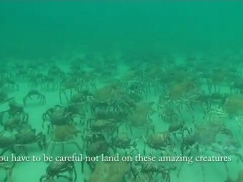 Migration araignée de mer à Melbourne