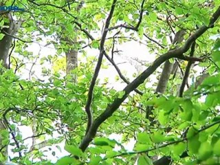 Leek kapt opnieuw bomen bij Landgoed Nienoord - RTV Noord