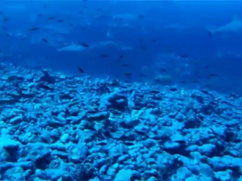 Plongée au milieu des requins