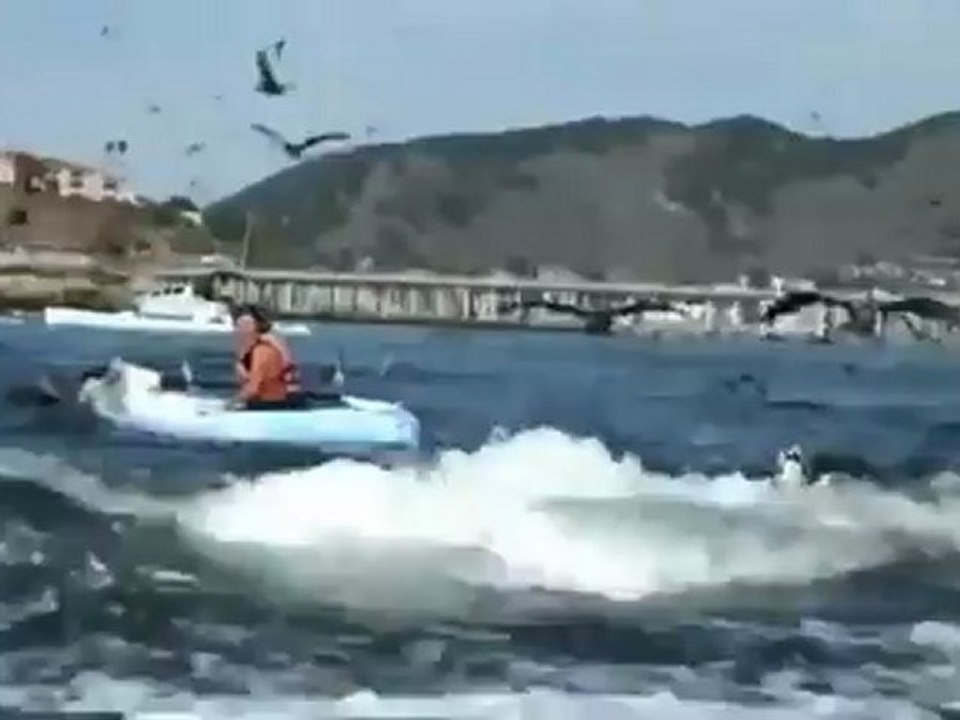 Les baleines s'approchent de la cote californienne