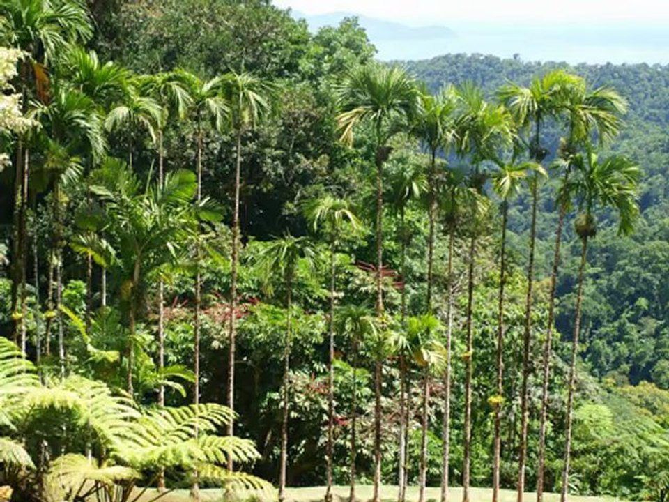 Le saut du gendarme, le domaine d'émeraude, le jardin de balata