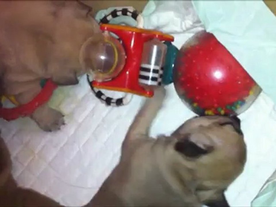 Les petites doudous s'amusent !!!