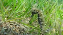 Ιππόκαμπος-Hippocampus (Sea horse)