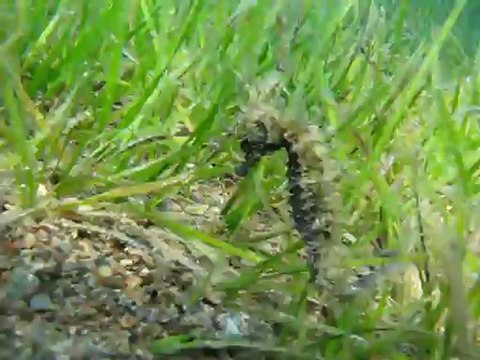 Ιππόκαμπος-Hippocampus (Sea horse)