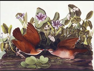 Audubon - Birds of America - Illustrations with Bird Sounds